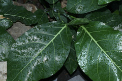 Ficus septica