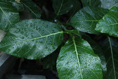Ficus septica