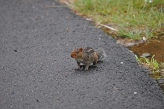 Funambulus tristriatus