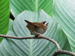 Schoeniparus rufogularis