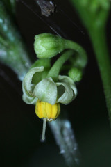 Solanum diphyllum