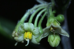 Solanum diphyllum