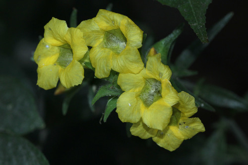 Strobilanthes crispa