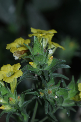 Strobilanthes crispa, photograph 1