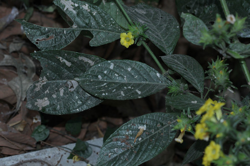 Strobilanthes crispa, photograph 2