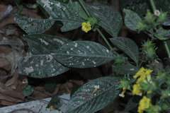 Strobilanthes crispus
