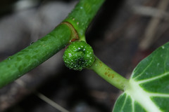 Ficus septica