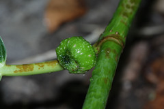 Ficus septica