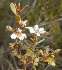 Leptospermum coriaceum