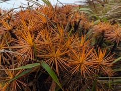 Borya septentrionalis