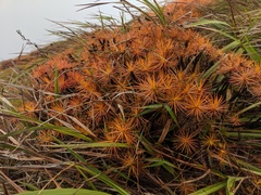 Borya septentrionalis