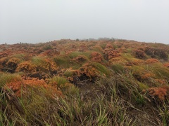 Borya septentrionalis