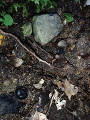 Plectania rhytidia