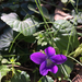 Viola triloba dilatata - Photo (c) ospina1orchid, μερικά δικαιώματα διατηρούνται (CC BY-NC)