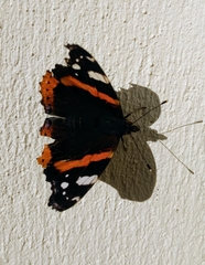 Vanessa atalanta