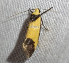 Crepidosceles timalphes