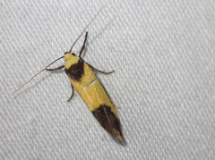 Crepidosceles timalphes