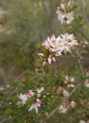 Calytrix alpestris