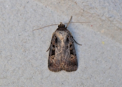 Pseudohermonassa tenuicula