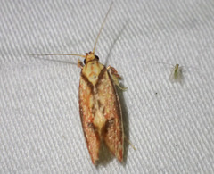 Crepidosceles chryserythra