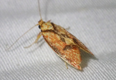 Crepidosceles chryserythra