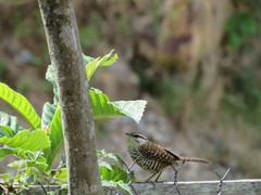 Campylorhynchus jocosus