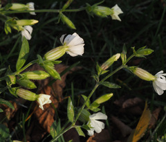 Silene latifolia