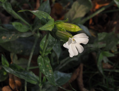 Silene latifolia