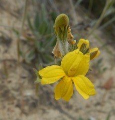 Goodenia robusta