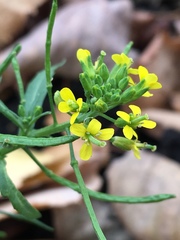 Erysimum cheiranthoides