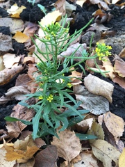 Erysimum cheiranthoides