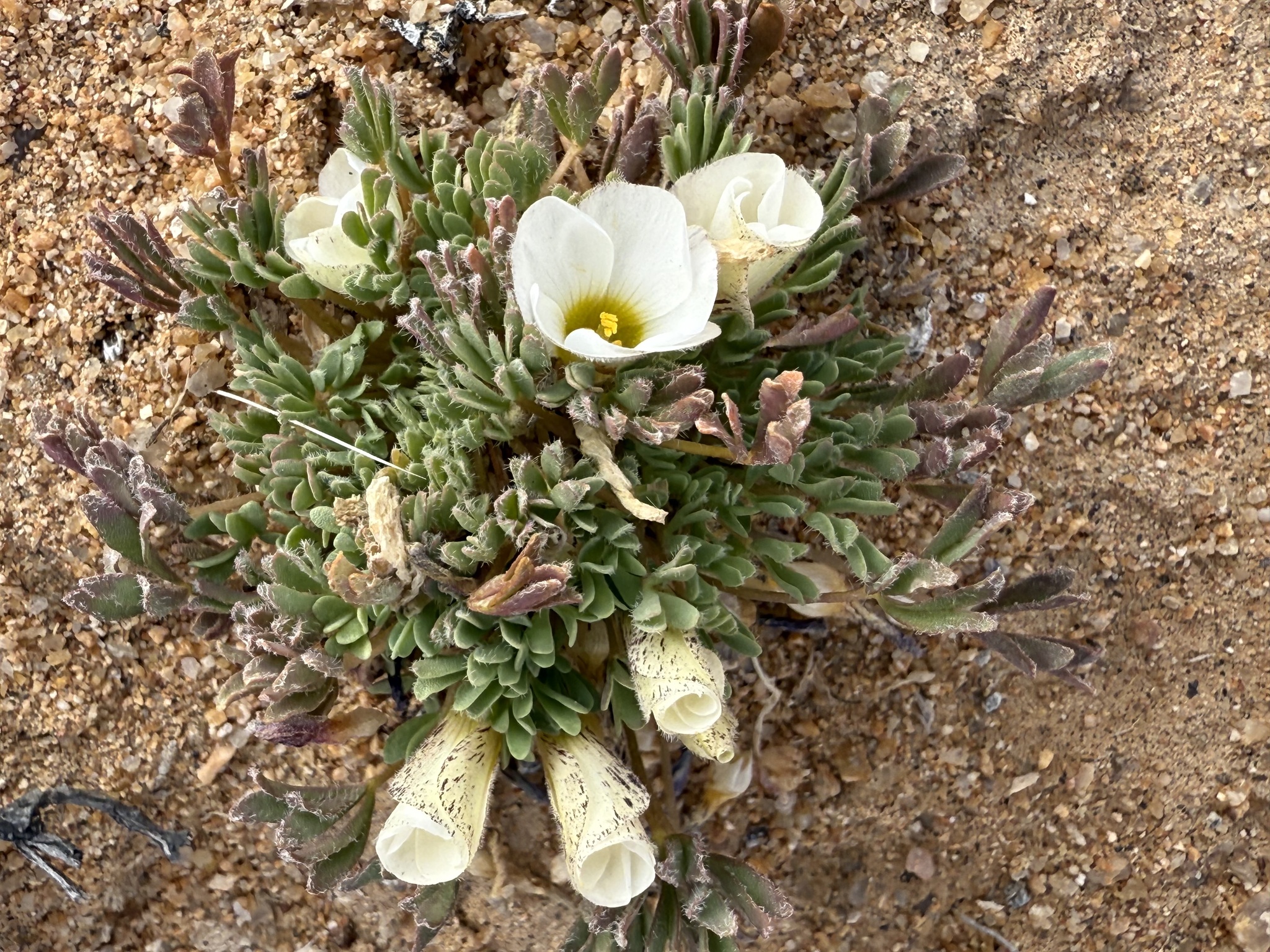 Acederilla