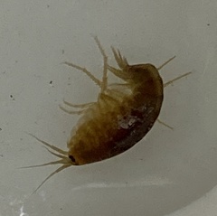 Austrochiltonia subtenuis
