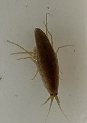 Austrochiltonia subtenuis