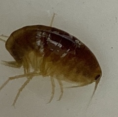 Austrochiltonia subtenuis