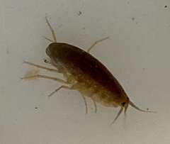 Austrochiltonia subtenuis