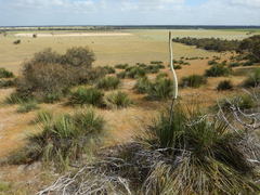 Xanthorrhoea caespitosa