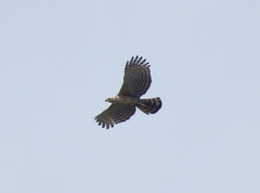 Nisaetus nipalensis