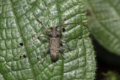Acalolepta rusticatrix