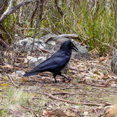 Corvus tasmanicus