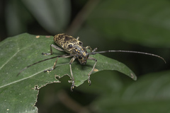 Epepeotes luscus