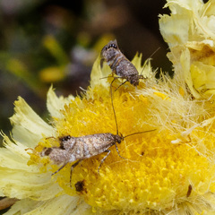 Aeolocosma cycloxantha