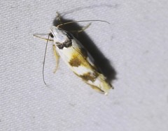 Plectophila pyrgodes