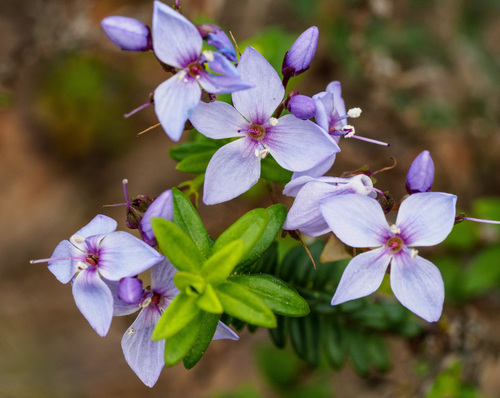 Veronica formosa R.Br.