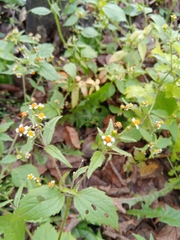 Galinsoga quadriradiata