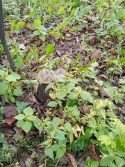 Galinsoga quadriradiata