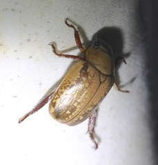 Anoplognathus concolor