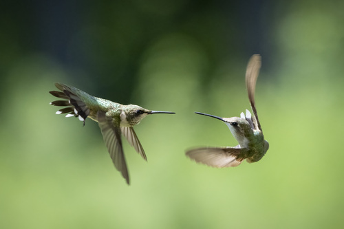 Ruby-throated Hummingbird photographed in Virginia