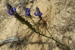 Comesperma calymega
