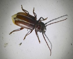 Cacodacnus planicollis